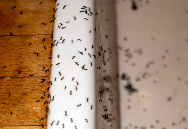 Best Pest Prevention Services  in Holley, NY