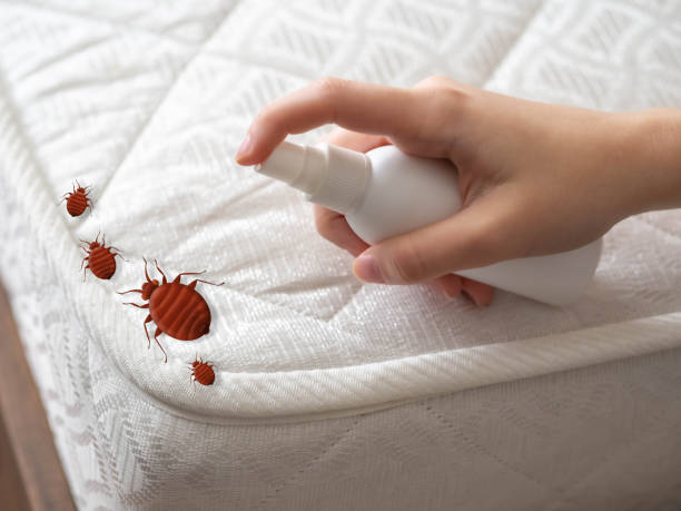 Trusted Holley, NY Pest Control Experts